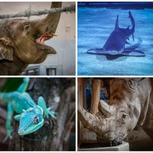 ŠKOLSKI PRAZNICI: Budimpešta: Vrhunski ZOO & Tropicarium 🦈🐘🦏